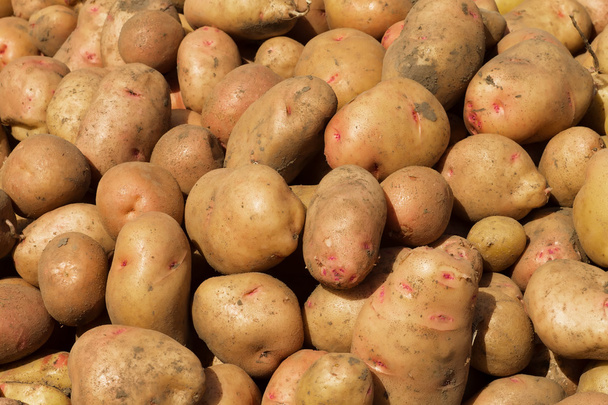 Hintergrund aus Kartoffeln - Foto, Bild