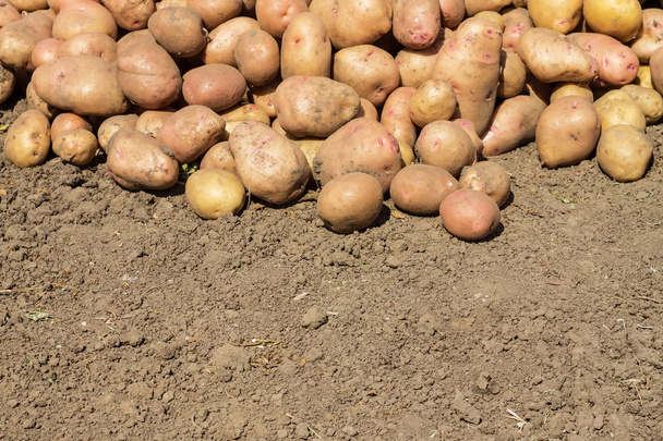 likaiset perunat makaamassa maassa
 - Valokuva, kuva