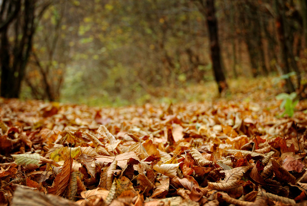 őszi színek-gyönyörű csendes parkmontanas 델 푸에 고-불 산-카나리아 섬 lanarote, 스페인에 - Fotó, kép