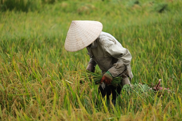 В'єтнам фермер havesting рису на полі там. - Фото, зображення