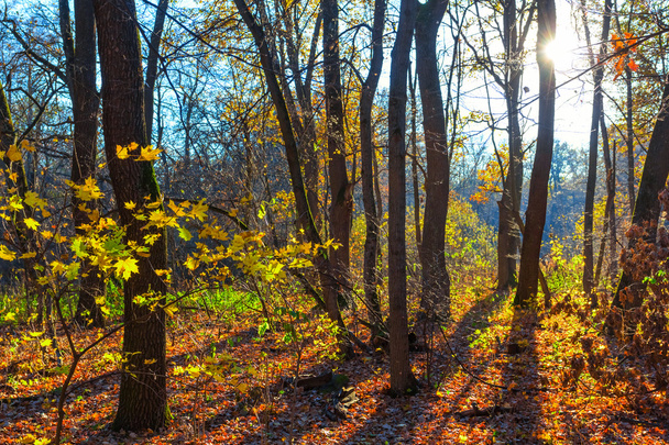 quiet autumn forest at the suns - Foto, immagini