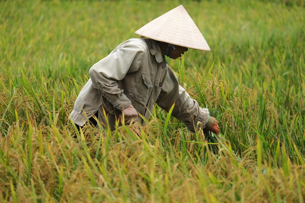 Vietnami termelő havesting rizs ott mező. - Fotó, kép