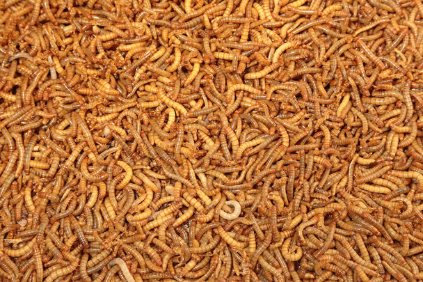 Antecedentes de muchas larvas de gusanos de la harina vivos
 - Foto, Imagen