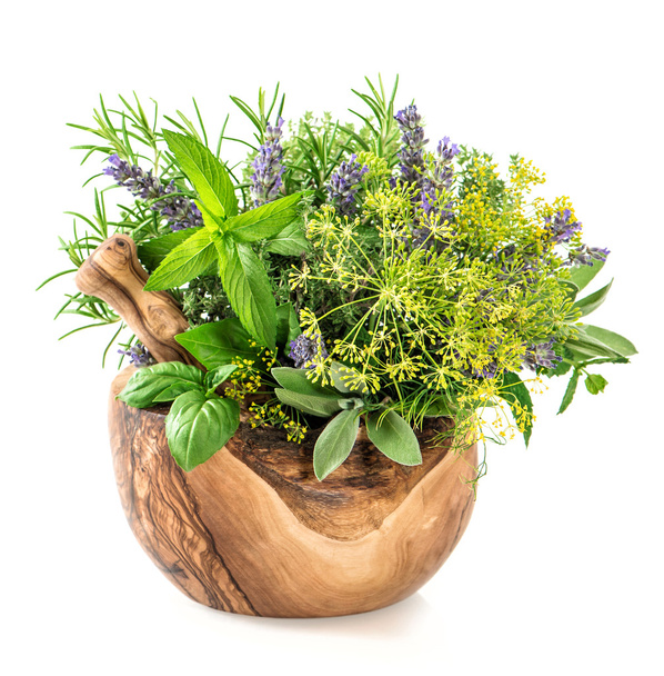 Herbs and spices dill, rosemary, basil, mint, sage, lavender. He - 写真・画像