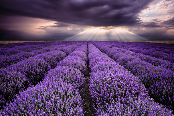 Stralen over Lavendel veld - Foto, afbeelding