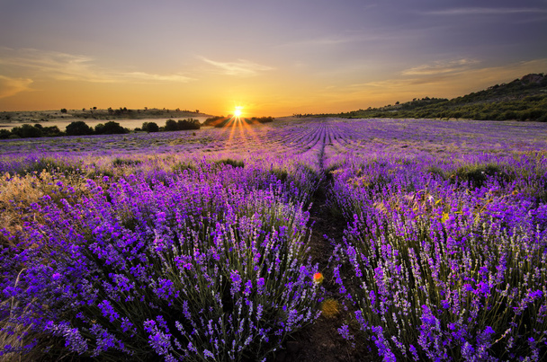 Auringonlasku laventelipellon yllä
 - Valokuva, kuva