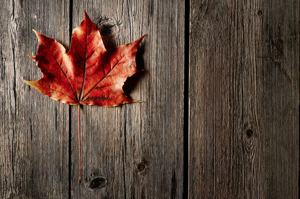 Autumn maple leaf - Φωτογραφία, εικόνα