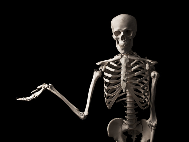 скелет
 - Фото, зображення