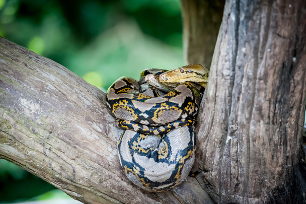 Python molurus bivittatus - Fotó, kép