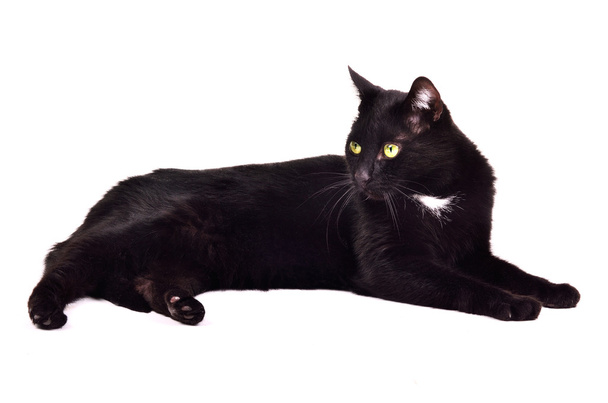 Black green-eyed cat lying against white background - Фото, изображение