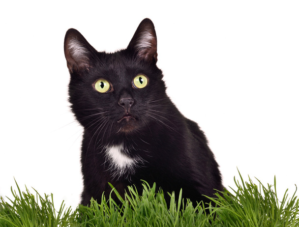 Black green-eyed cat in green grass - Фото, изображение