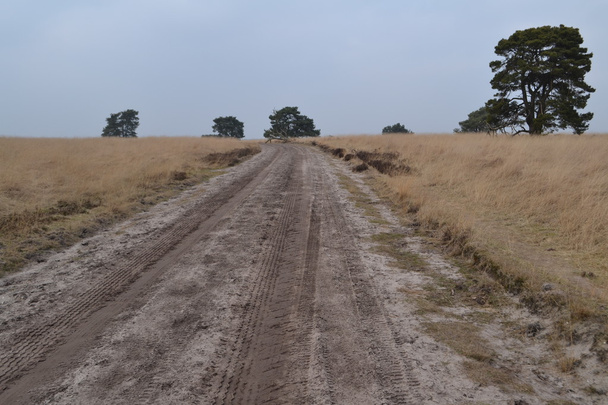 dirt track in nature area Veluwezoo - Photo, Image