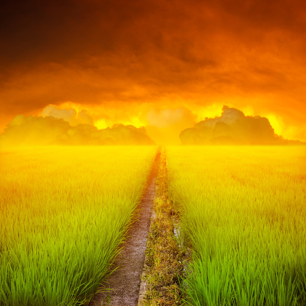 rijst veld en lucht zonsondergang - Foto, afbeelding