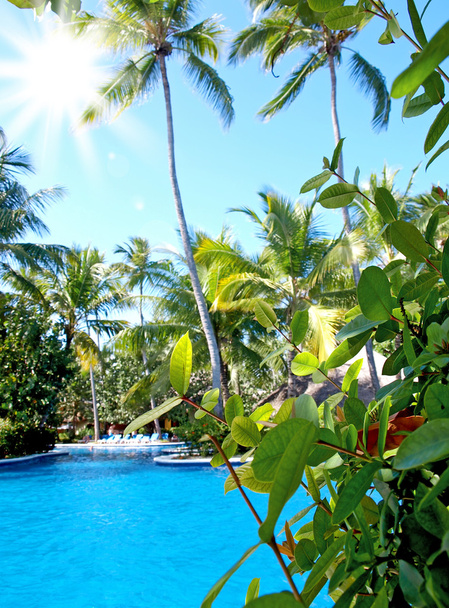 Vacations in the tropics by the pool. - Photo, Image
