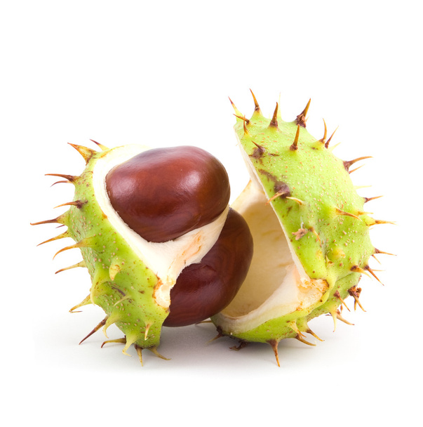 Chestnuts on isolated - Photo, Image