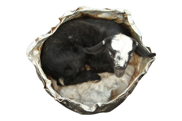 Goat background - Photo, Image