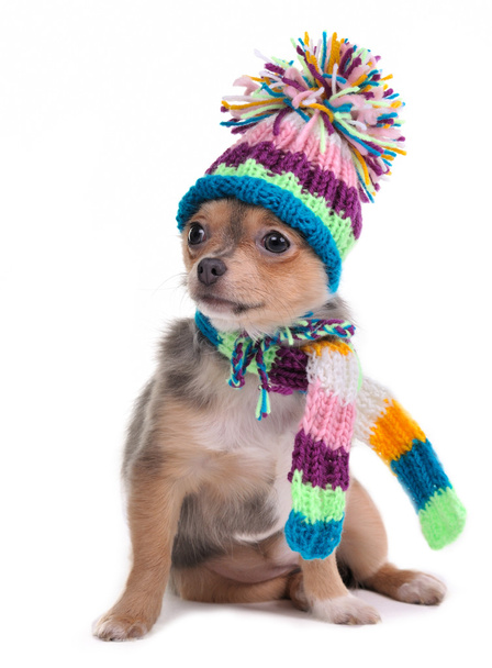 Puppy Funnily Dressed For Cold Weather Isolated On White. Sitting Four Mont - Foto, Bild