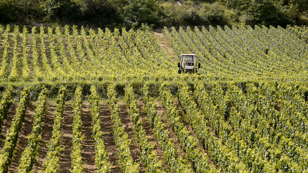 wijngaarden van de Côte de Beaune - Video
