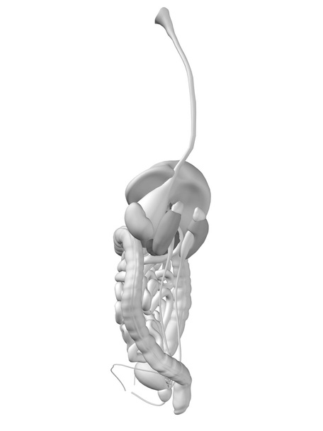 anatomical  digestive system - Photo, Image