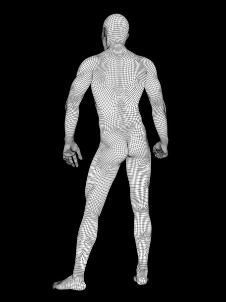 Anatomía hecha de alambre blanco
 - Foto, Imagen