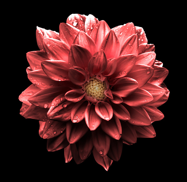 Gerçeküstü koyu krom kırmızı çiçek Dahlia makrosu siyah üzerine izole edilmiş. - Fotoğraf, Görsel