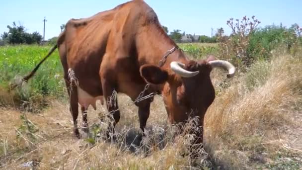Vörös hajú tehén - Felvétel, videó