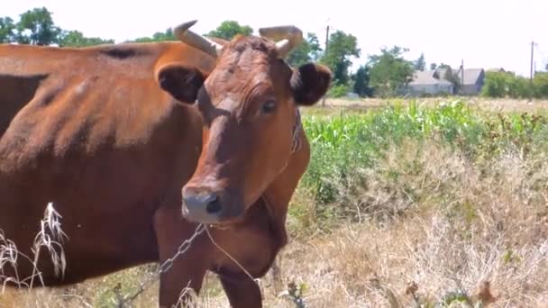 Vörös hajú tehén - Felvétel, videó