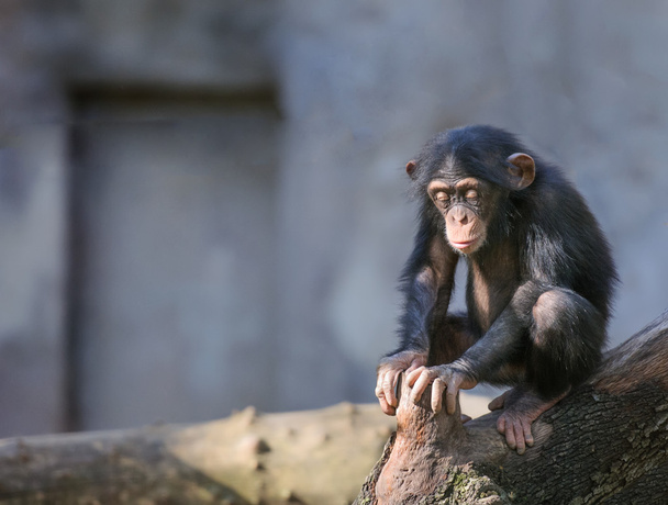 Маленький шимпанзе в глибоких думках або медитації
 - Фото, зображення
