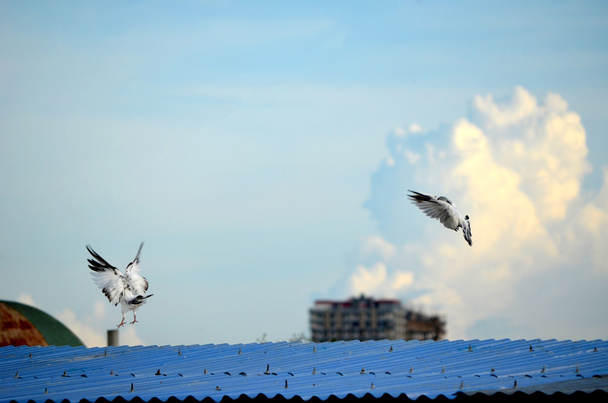 自由、平和、精神の空の概念に対してを飛ぶ白い鳩 - 写真・画像