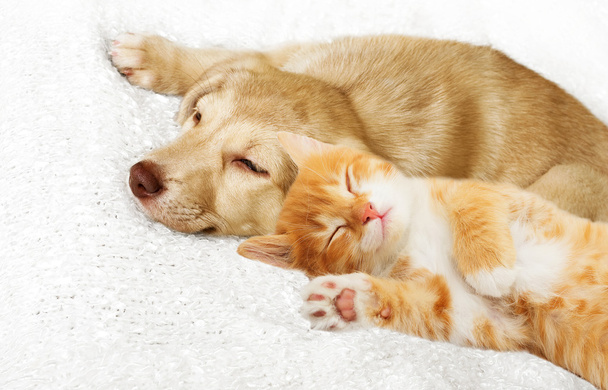 Puppy and kitten laying - Photo, image