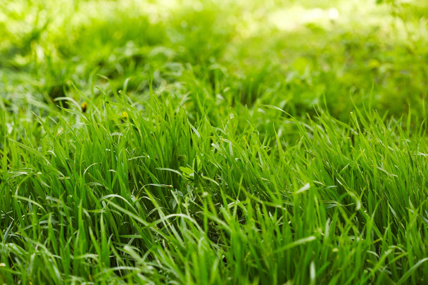 çimenler - Fotoğraf, Görsel
