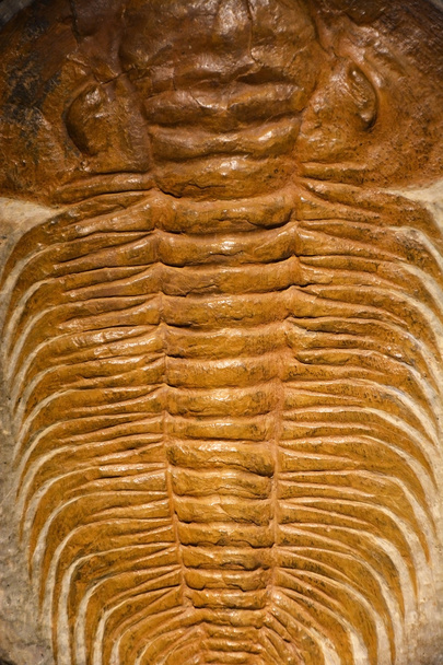 Окаменелости древних животных
 - Фото, изображение