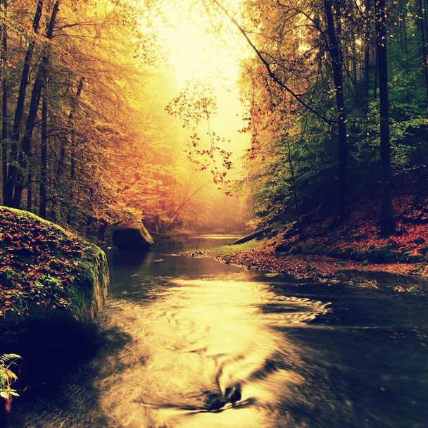 Banco pedregoso de rio de montanha de outono coberto por folhas de faia cor de laranja. Pedregulhos grandes musgosos verdes frescos. As folhas verdes em ramos acima da água fazem a reflexão
 - Foto, Imagem