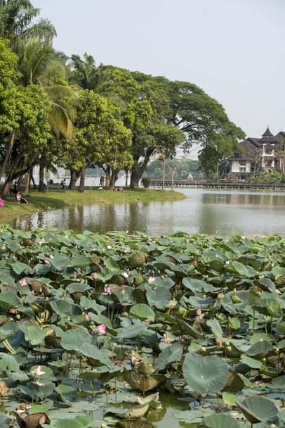 Asia Myanmar Yangon Kandawgyi Lake Park - Foto, immagini