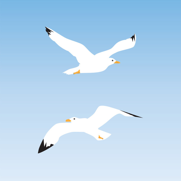 Seagull in the sky. - Vector, Image