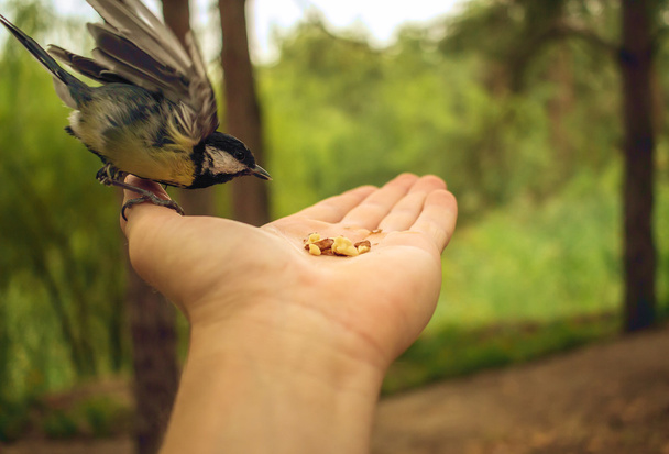 volně žijících ptáků na dlani k jídlu na letní rozmazané pozadí - Fotografie, Obrázek