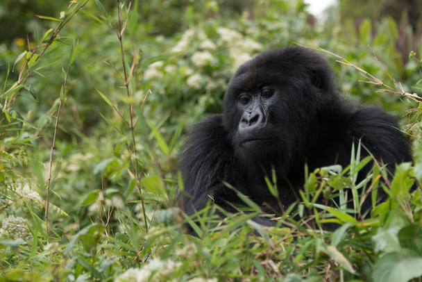 Gorilla blickt von Buschspitze abwärts - Foto, Bild
