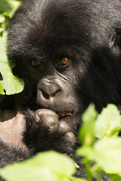 Primo piano del gorilla bambino che morde un dito
 - Foto, immagini