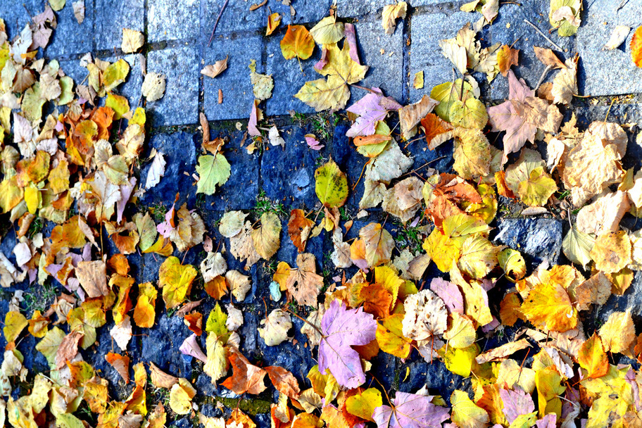 hojas de otoño en el pavimento - Foto, Imagen
