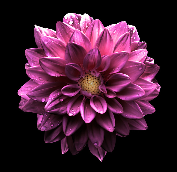 Surrealistyczne chrom ciemny różowy kwiat Dalia makro na czarnym tle - Zdjęcie, obraz