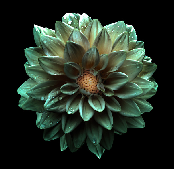 Surrealistinen tumma kromi vihertävä kukka dahlia makro eristetty musta
 - Valokuva, kuva