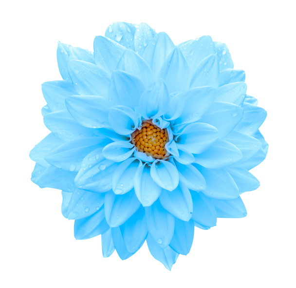 Jasno niebieski kwiat Dalia makro na białym tle - Zdjęcie, obraz