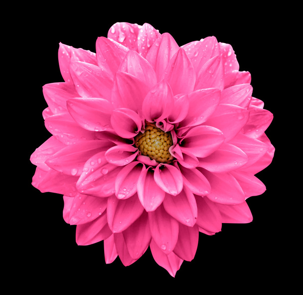 Kwas różowy kwiat Dalia makro na białym na czarnym tle - Zdjęcie, obraz