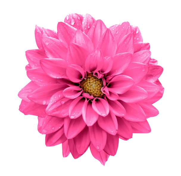 Kyselina pink flower dahlia makro izolované na bílém - Fotografie, Obrázek