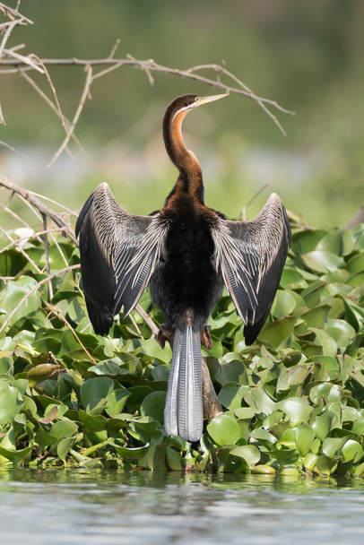 Darter africano con alas extendidas junto al lago
 - Foto, imagen