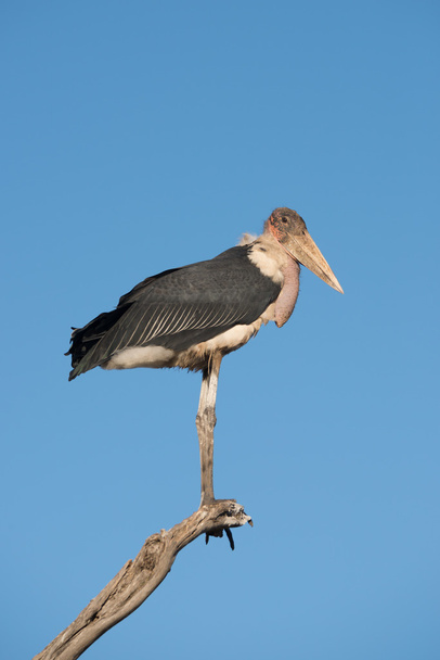 Stork perched on branch looking towards camera - Foto, afbeelding