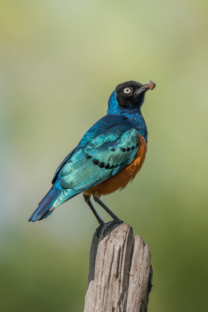 Superb starling carrying worm perched on fencepost - 写真・画像
