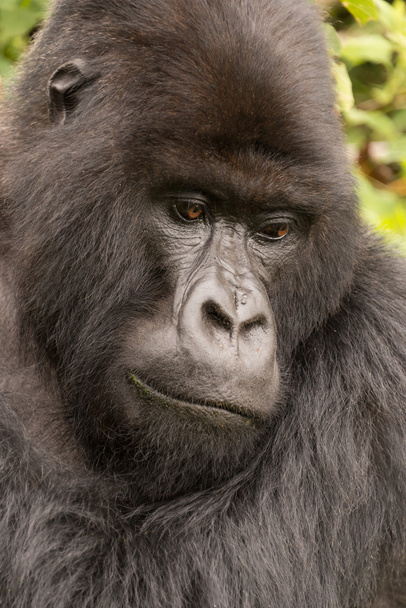 Close-up of silverback looking down in forest - Photo, Image