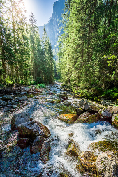 Mountain stream flowing out of the mountains - Fotografie, Obrázek