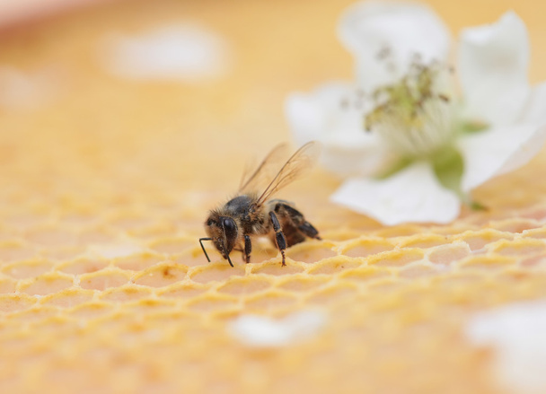 Panal vacío y lleno de miel
 - Foto, imagen